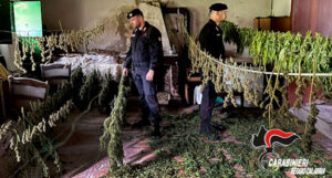 Scoperte due piantagioni di cannabis e oltre 30 kg di stupefacente pronto per la vendita