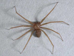 Il morso del ragno violino ha causato due vittime in meno di un mese. E’ uno dei più velenosi in Italia