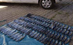Pesca illegale, sequestrato oltre un quintale di tonno rosso