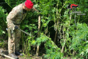 Armi, munizioni e piantagione di droga scoperte in un terreno demaniale