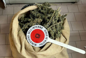 Oltre 6 kg di marijuana nascosti in terreni incolti e casolari sequestrati dalla polizia