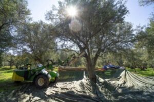Consorzio di tutela e valorizzazione Olio di Calabria IGP: avviato il periodo della raccolta e della molitura delle olive