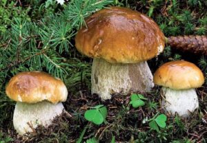 I funghi, un mondo misterioso e affascinante, patrimonio culturale della Calabria