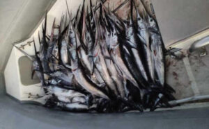 Sequestrati 180 pesci spada catturati e 10.000 metri di palangari illegali