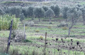 Intimidazione ad un sindaco in Calabria, tagliate 15 piante di ulivo