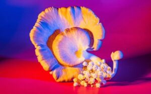 Conosci questi benefici dei funghi allucinogeni?
