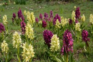 A Roccella Jonica, Placanica, Badolato e Chiaravalle il raduno nazionale dei cercatori di orchidee spontanee