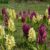 A Roccella Jonica, Placanica, Badolato e Chiaravalle il raduno nazionale dei cercatori di orchidee spontanee