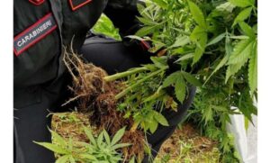 Scoperte dai carabinieri 100 piante di marijuana, 52enne arrestato