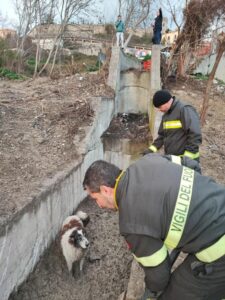 Cane cade all’interno di un canale a Catanzaro, recuperato dai vigili del fuoco