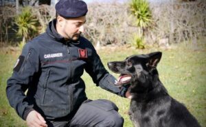 Carabinieri liberano a Satriano cane rinchiuso in un furgone, recuperata a Soverato una tartaruga protetta