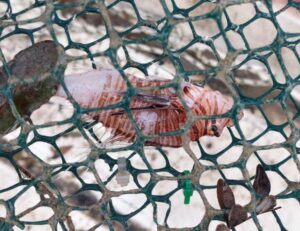 Specie marine pericolose, pescato a Badolato un pesce scorpione