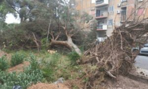 Maltempo in Calabria, uomo muore schiacciato da un albero