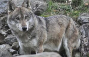 Mandrie di bestiame aggredite dai lupi in Calabria, è allarme