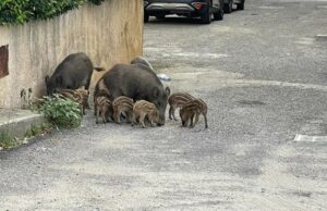 FOTO NEWS | Cinghiali a spasso per le strade di Soverato