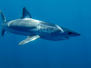 Squalo mako pinna corta, il più veloce degli squali, filmato nel Mare Ionio da un pescatore