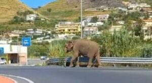Elefante scappa dal circo in Calabria, gira in strada e si avvicina al supermercato