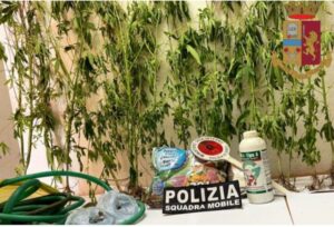 Ventidue piante di marijuana nell’orto di casa, arrestato