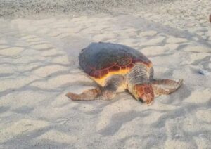 Tartaruga “Caretta Caretta” nidifica nella spiaggia di Isca sullo Ionio