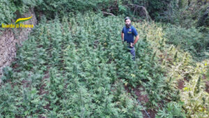 Scoperta e sequestrata piantagione di 410 piante cannabis indica, uomo ai domiciliari