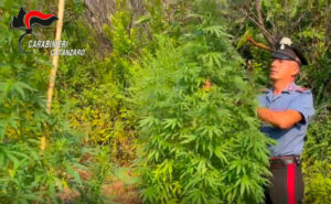 Scoperta piantagione di marijuana a Isca sullo Ionio, 37enne ai domiciliari