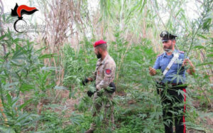 Individuate dai carabinieri mille piante di marijuana