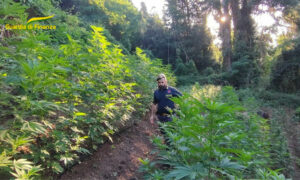 Scoperte e sequestrate 266 piante di marijuana in una zona montana