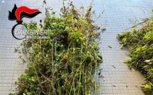Rivenute dai carabinieri 500 piante di marijuana, distrutte