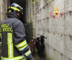 Capre cadono in un canalone a Gagliato, recuperate dai vigili del fuoco