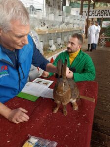 Cunicalabria 2024 – Nel weekend la regione diventa capitale del coniglio di razza