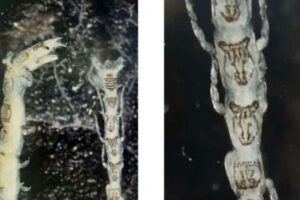 Nuova specie trovata nel mare calabrese: un piccolo crostaceo proveniente dall’Australia