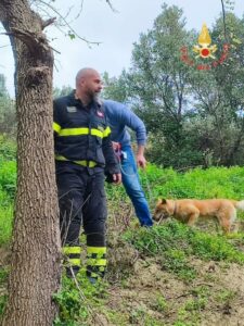 Cane domestico attaccato da un branco di cinghiali, salvato dai vigili del fuoco