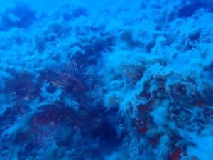 Pesce Scorpione avvistato a Santa Caterina dello Ionio: l’esemplare segnalato a 35 metri di profondità