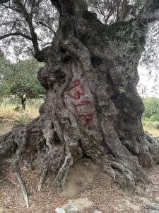 L’ulivo bizantino a Gagliato che la nuova strada vuole abbattere: “Salvatelo, è la nostra storia”