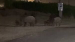 Stalettì, cinghiali a spasso la notte in Baia dell’Est: il video social fa il giro del web