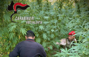 Scoperta in Calabria piantagione di cannabis indica: 476 piante rinvenute dai carabinieri